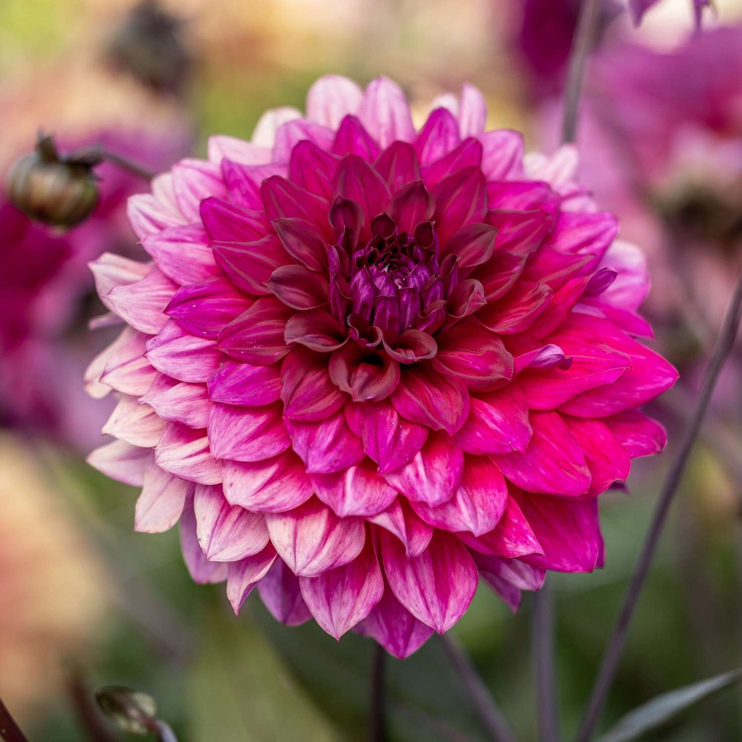 Dahlia 'Engelhardts Matador'